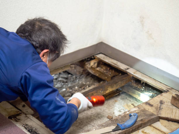 Best Post-Remediation Services in Linn, MO