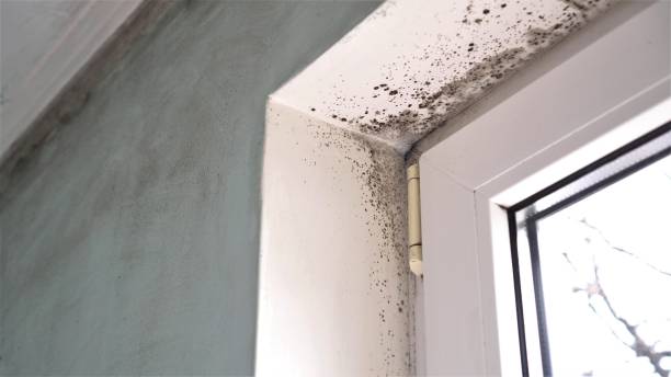 Best White Mold Remediation in Linn, MO