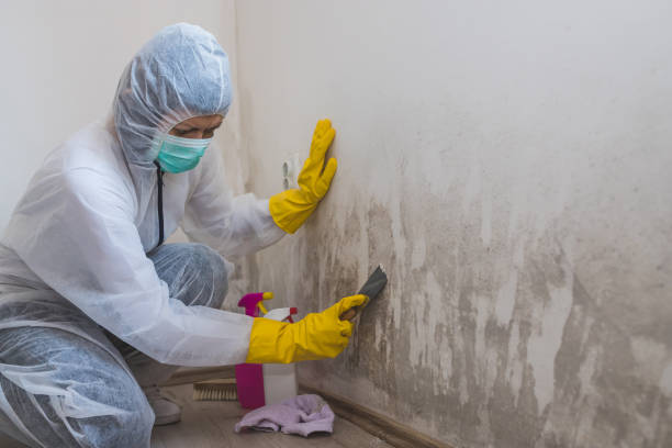 Best Crawl Space Mold Remediation in Linn, MO