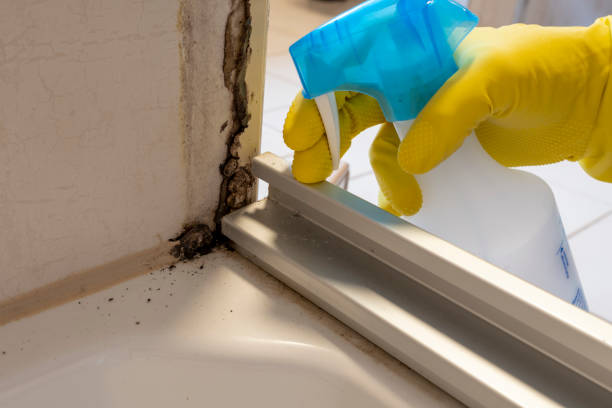 Best Industrial Mold Remediation in Linn, MO