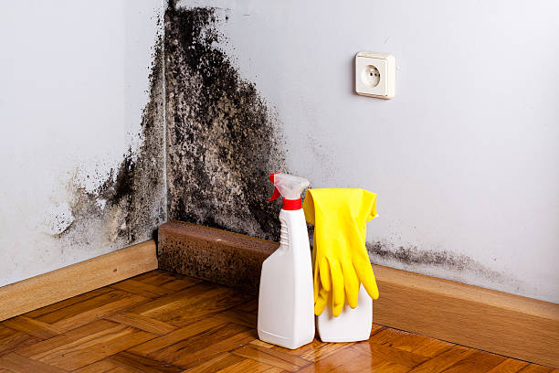 Best Residential Mold Remediation in Linn, MO