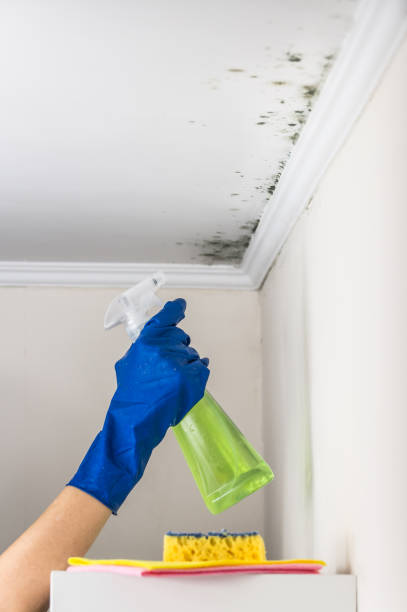 Best Basement Mold Remediation in Linn, MO